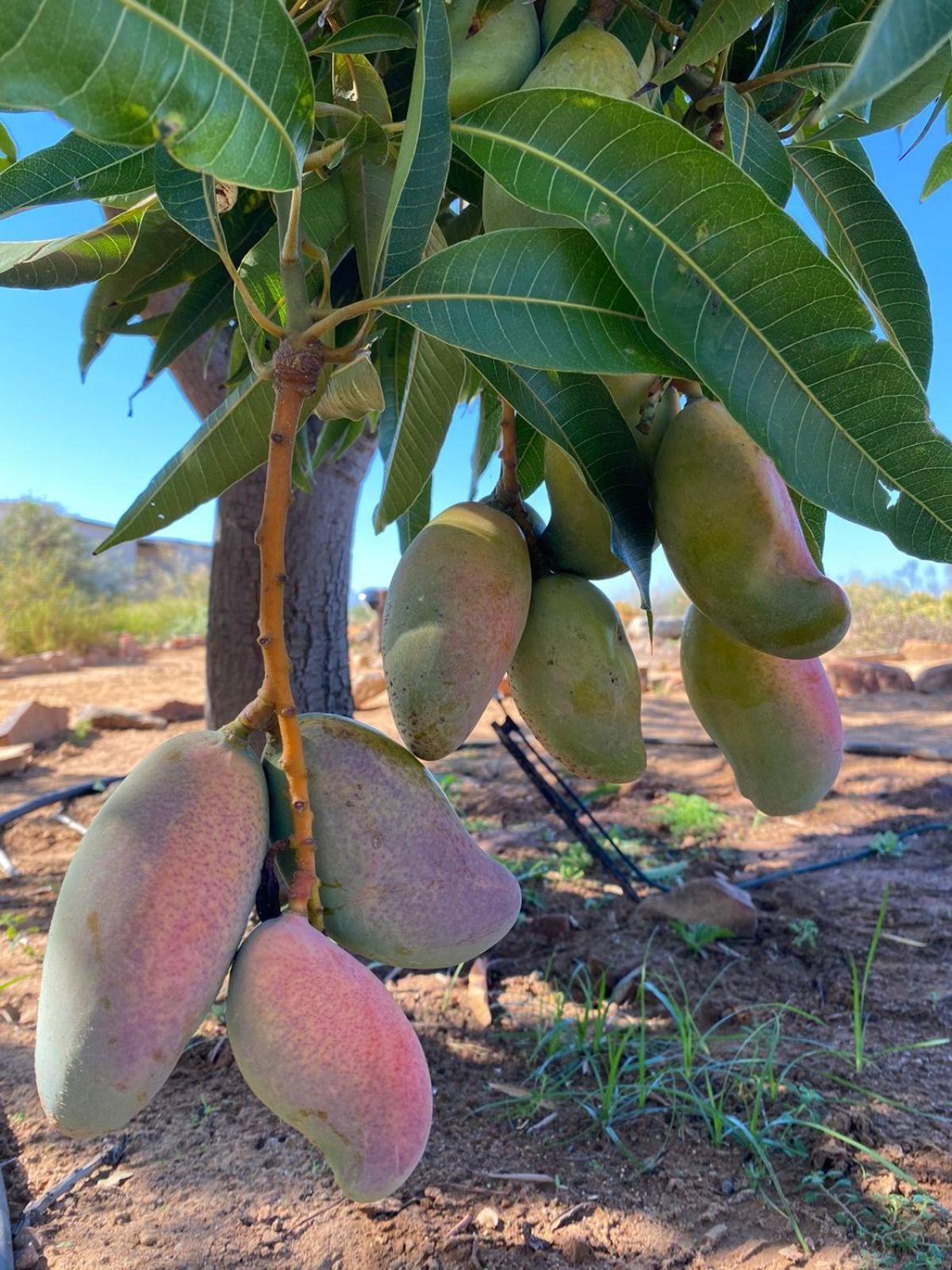クランウィリアム Simbavati Cederberg Ridgeヴィラ エクステリア 写真