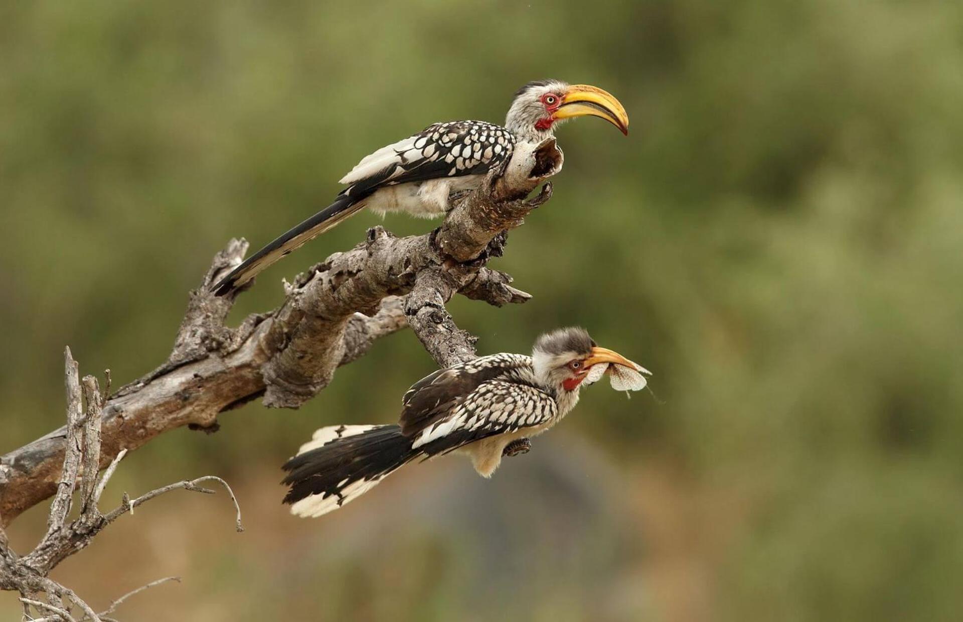 クランウィリアム Simbavati Cederberg Ridgeヴィラ エクステリア 写真