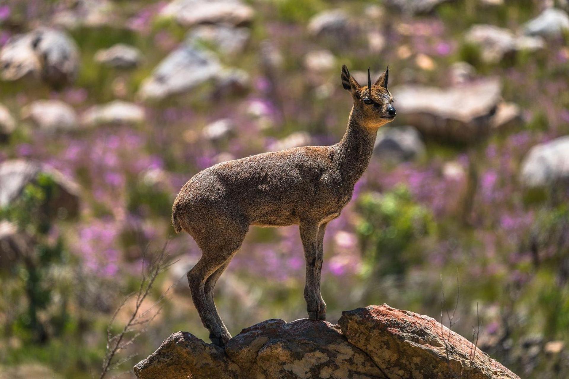 クランウィリアム Simbavati Cederberg Ridgeヴィラ エクステリア 写真